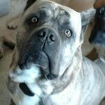 Profile Photo of Candice Black (@heartland_cane_corso) on Instagram