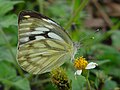 Profile Picture of Cepora - Wikipediaon Wikipedia