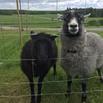 Profile Picture of Taina Lappalainen (@taina.lappalainen.71) on Facebook