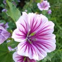 Profile Picture of Patrick O'connor (@patrick-oconnor-133) on Quora