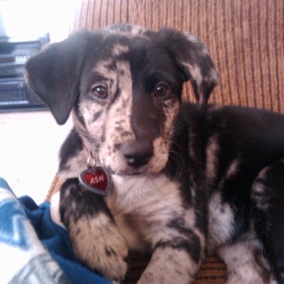 Cindy Rosso - Twitter Profile Picture of Cindy Rosso (@owl4mom) on Twitter