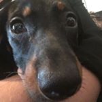 Profile Picture of Marvin Phillips (@marvin.the.super.sausage) on Instagram