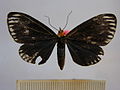 Profile Picture of Calodesma maculifronson Wikipedia