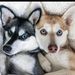 Profile Picture of Tanya Penmetcha (@tanyapenmetcha) on Pinterest