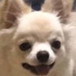 Profile Picture of 김둥이 (0.8) (@jjang._.dong_) on Instagram