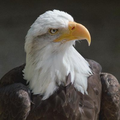 Profile Photo of Eagle Eye (@Dana_dunka) on Twitter