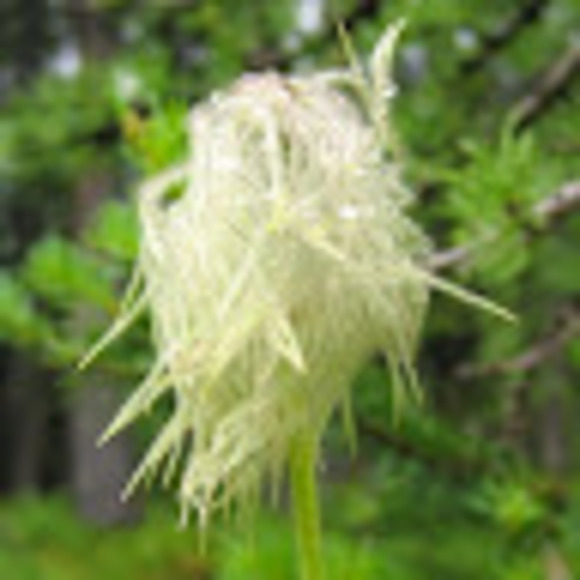 Profile Picture of Artemis Panagopoulos (@adp803adp) on Poshmark