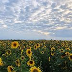 Profile Picture of Jacqueline Freeman (@jacqueline.1.1) on Instagram