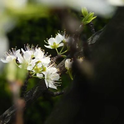 Profile Picture of Shelly Zhao (@ShellyZhao8) on Twitter