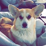 Profile Picture of Anna (@anna_the_danish_corgi) on Instagram