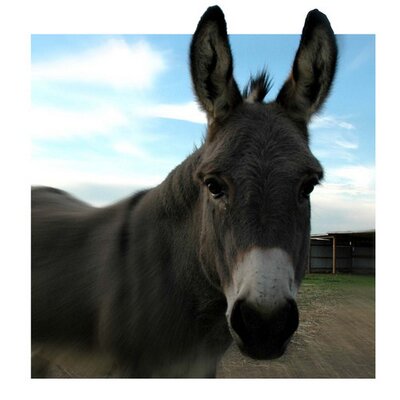 Profile Picture of Brian Mellberg (@mel_berg) on Twitter