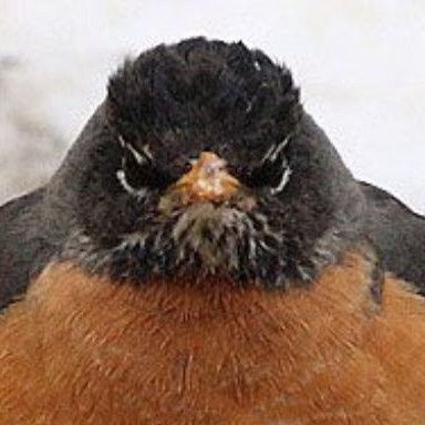 Profile Picture of Ruff Robin (@TheRuffRobin) on Twitter