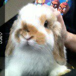 Profile Picture of Elyse and Greg! (@greg.thebunny) on Instagram