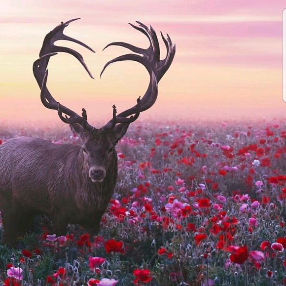 Profile Picture of Atim Miz (@plumpies2003) on Poshmark