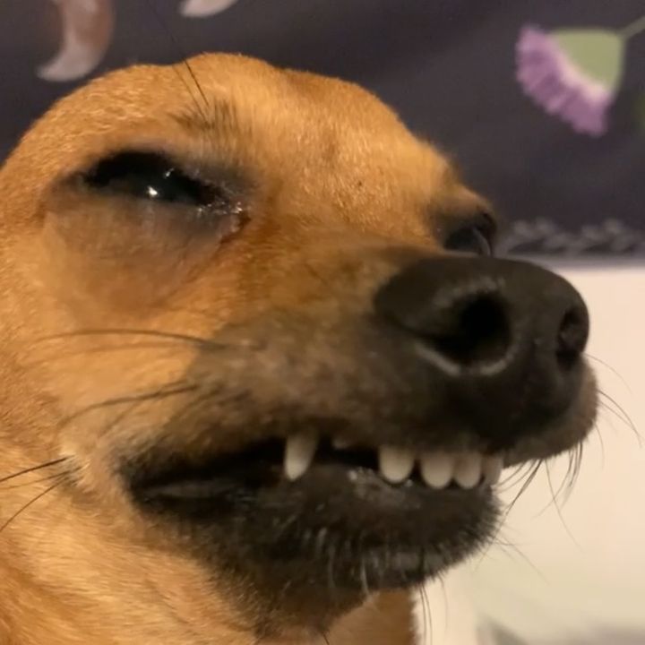 Profile Picture of Dexter (@notadamsandler1) on Tiktok