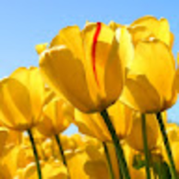 Profile Picture of Alicia Echagarruga (@aechy) on Poshmark