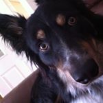 bobby.cope.2014 - Instagram Profile Picture of bobby.cope.2014 (@bobby.cope.2014) on Instagram