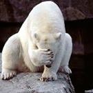 Profile Picture of Robin Rotthen (@robingotlieb3) on Pinterest