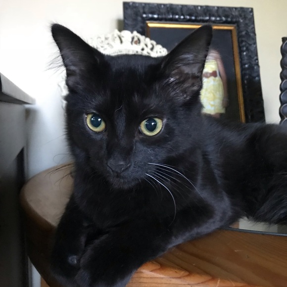 Profile Picture of Christina Picariello (@imablonde) on Poshmark