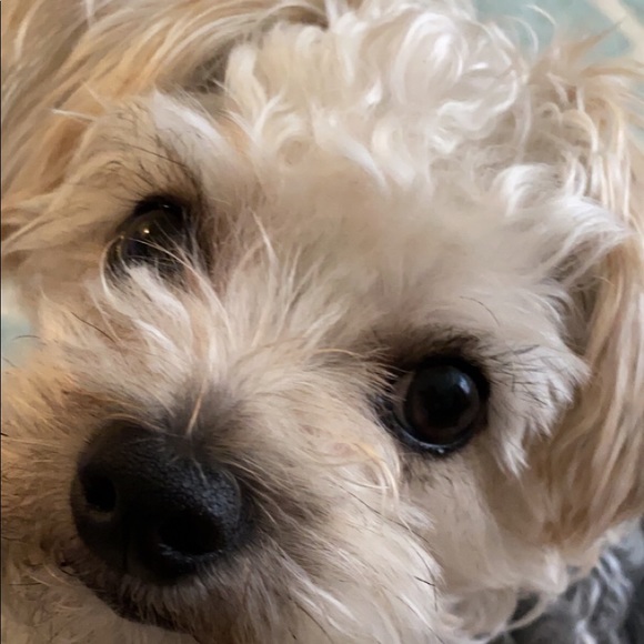 Profile Picture of Alicia Preller (@a_preller) on Poshmark