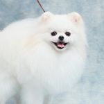 Profile Picture of Duke Brooklyn & Berkeley (@pomdukeee) on Instagram