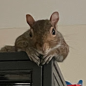 Profile Picture of Michael Fallacaro (@MichaelFallacaro) on Youtube