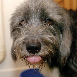Profile Picture of Alan Carroll (@kermit4161) on Myspace