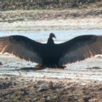 Profile Picture of Bobbie Mcintosh (@bobbiemcintosh) on Instagram