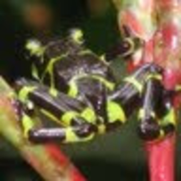 Profile Picture of Andrew Franks (@froggiehophop) on Poshmark