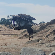 Profile Picture of Richard Burrell (@richardburrell7539) on Youtube