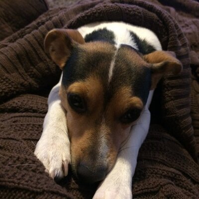 Profile Picture of Amy Reynolds (@aalr0118) on Twitter