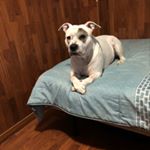 Profile Picture of AntonioIsaac88 (@antonioisaac88) on Instagram