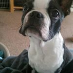 Profile Picture of Dennis (@dennistheboston) on Instagram