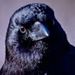 Profile Picture of Richard Eberling (@richard47eberling) on Pinterest