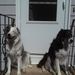 Profile Picture of Kim Lemoine (@fab549) on Pinterest