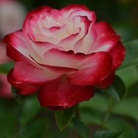 Profile Picture of Lucille Chisholm (@llchisholm) on Pinterest