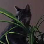 Profile Picture of Kevin Krebs (@kevin.krebs.148) on Instagram