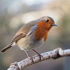Profile Picture of Robyn Swift (@robynswift66) on Twitter