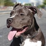 Profile Picture of Bóris Walter Harfenist ♍️ (@boris__bully) on Instagram