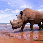 Profile Picture of Sean Fontaine (@bringtherhinomeat) on Youtube