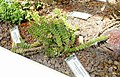 Profile Picture of Crassula marnierianaon Wikipedia