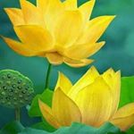 Profile Picture of Lisa Pong (@lisa.pong1) on Instagram