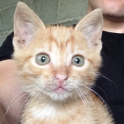 Profile Picture of Bob Atanackovic-Hemm (@anekinbob) on Twitter