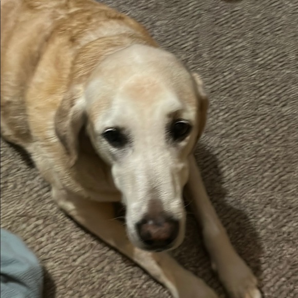 Profile Picture of Cole Hohlfeld (@colehohlfeld) on Poshmark