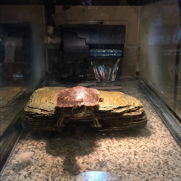 Profile Picture of Pui yan Chan (@amylin23) on Poshmark