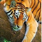 Profile Picture of René Manzano (@manzano7155) on Instagram