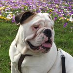 Profile Picture of 🐾 Bulldog Donna 🐾 (@donna_the_english_bulldog) on Instagram