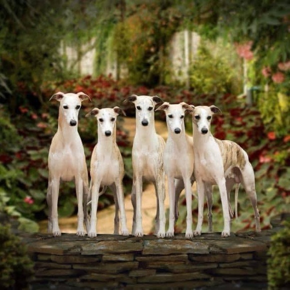 Profile Picture of Paula Knight (@templarwhip) on Poshmark