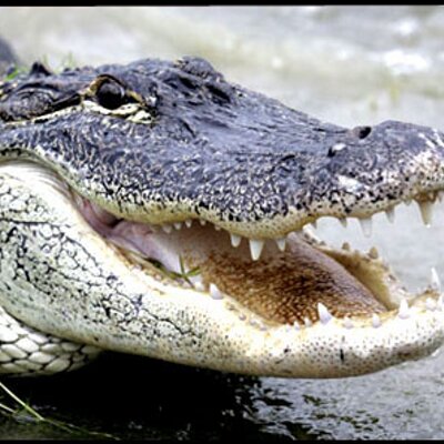 Profile Picture of Alex Poling (@alligator787) on Twitter