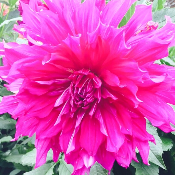 Profile Picture of Paula Maxwell (@pjagee) on Poshmark